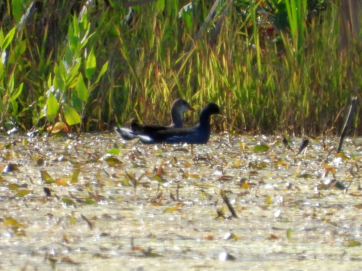 Common Gallinule - ML641718586