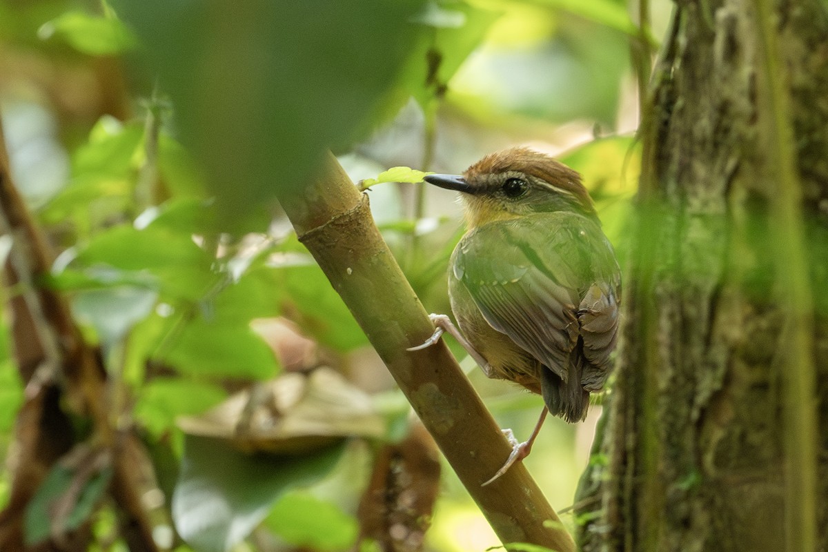Black-cheeked Gnateater - ML641718587