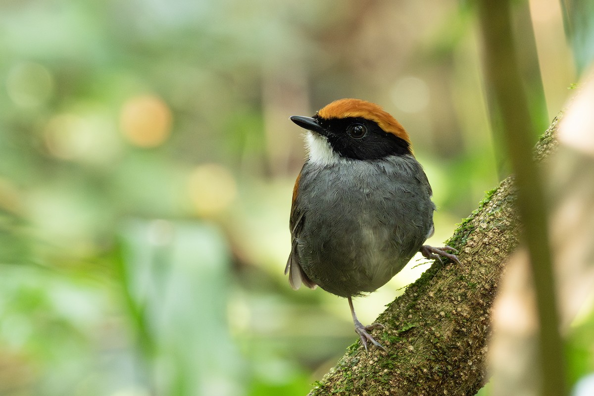 Black-cheeked Gnateater - ML641718588