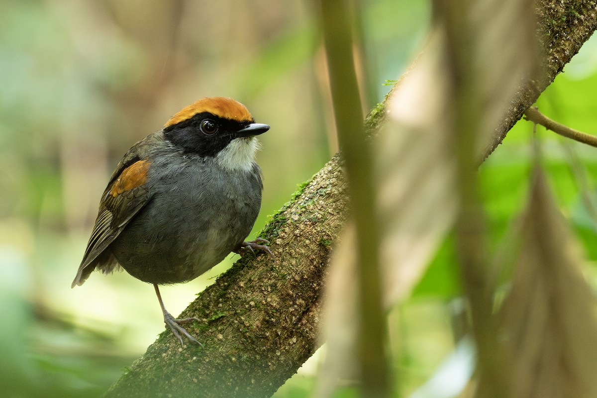 Black-cheeked Gnateater - ML641718589
