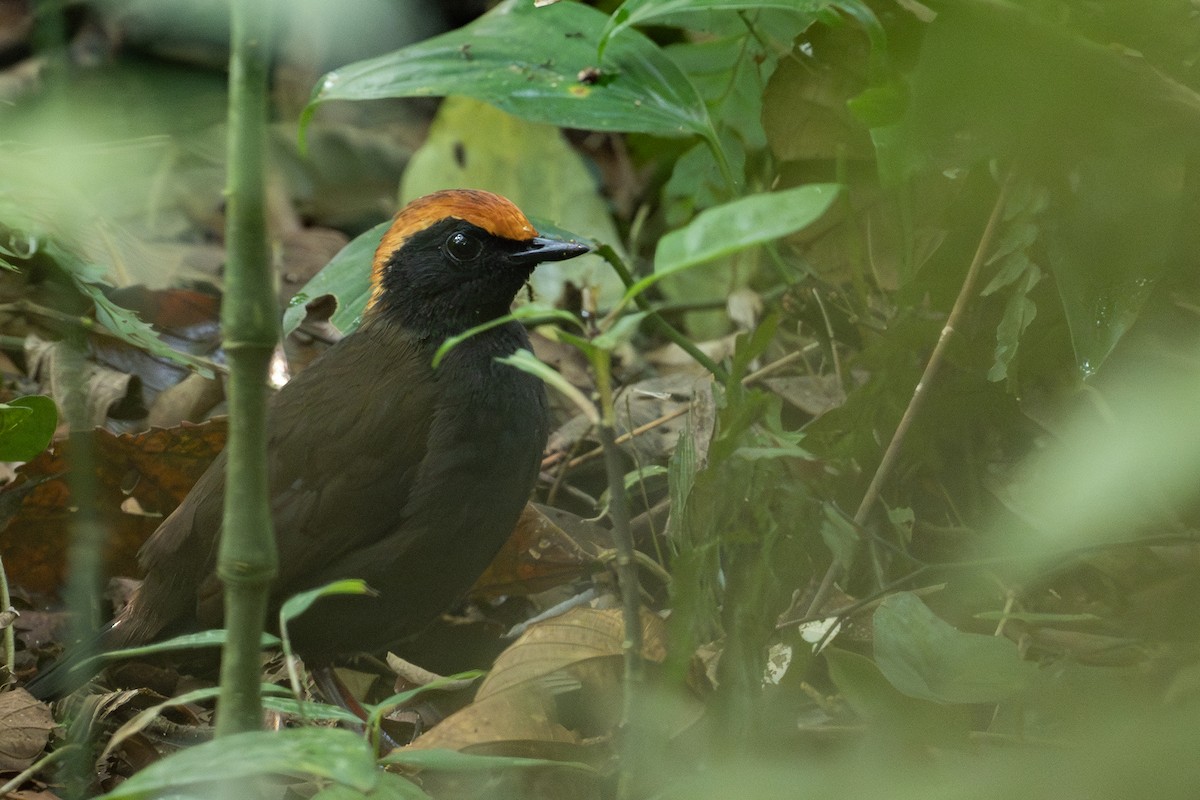 Rufous-capped Antthrush - ML641718599