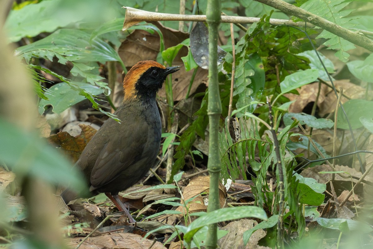 Rufous-capped Antthrush - ML641718600