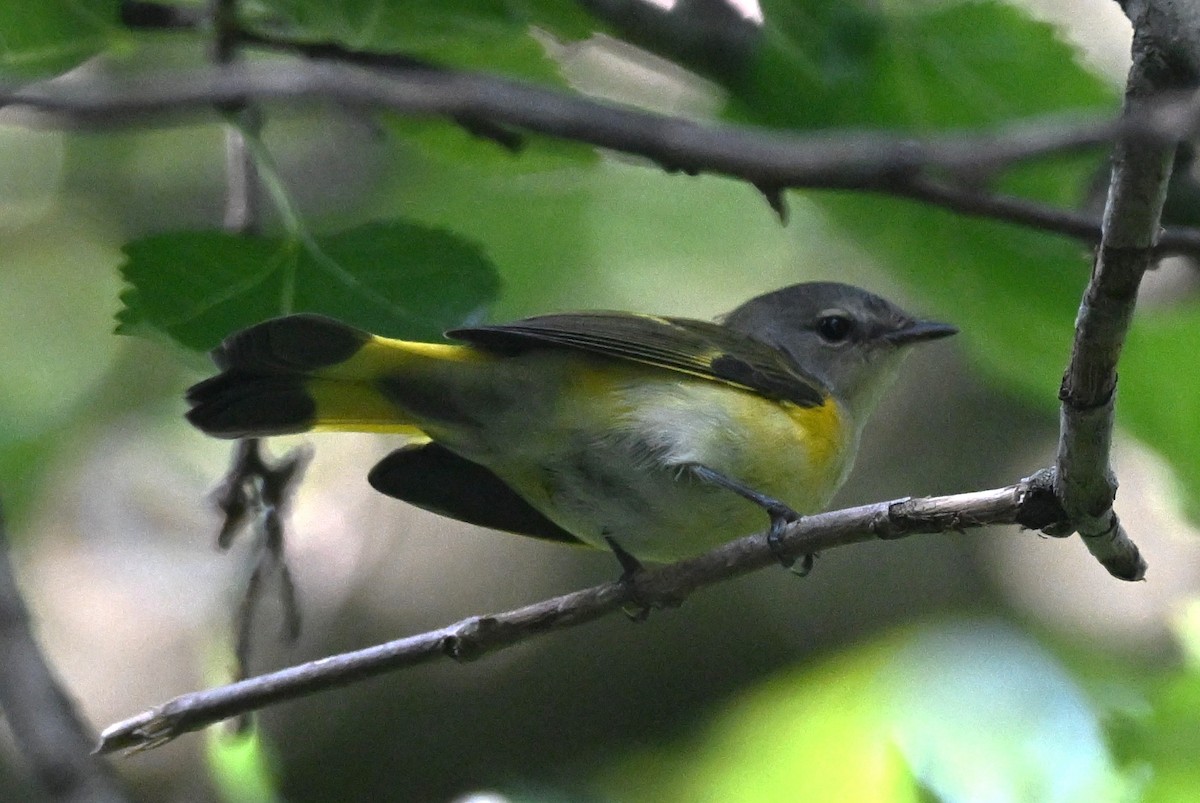 American Redstart - ML641718607