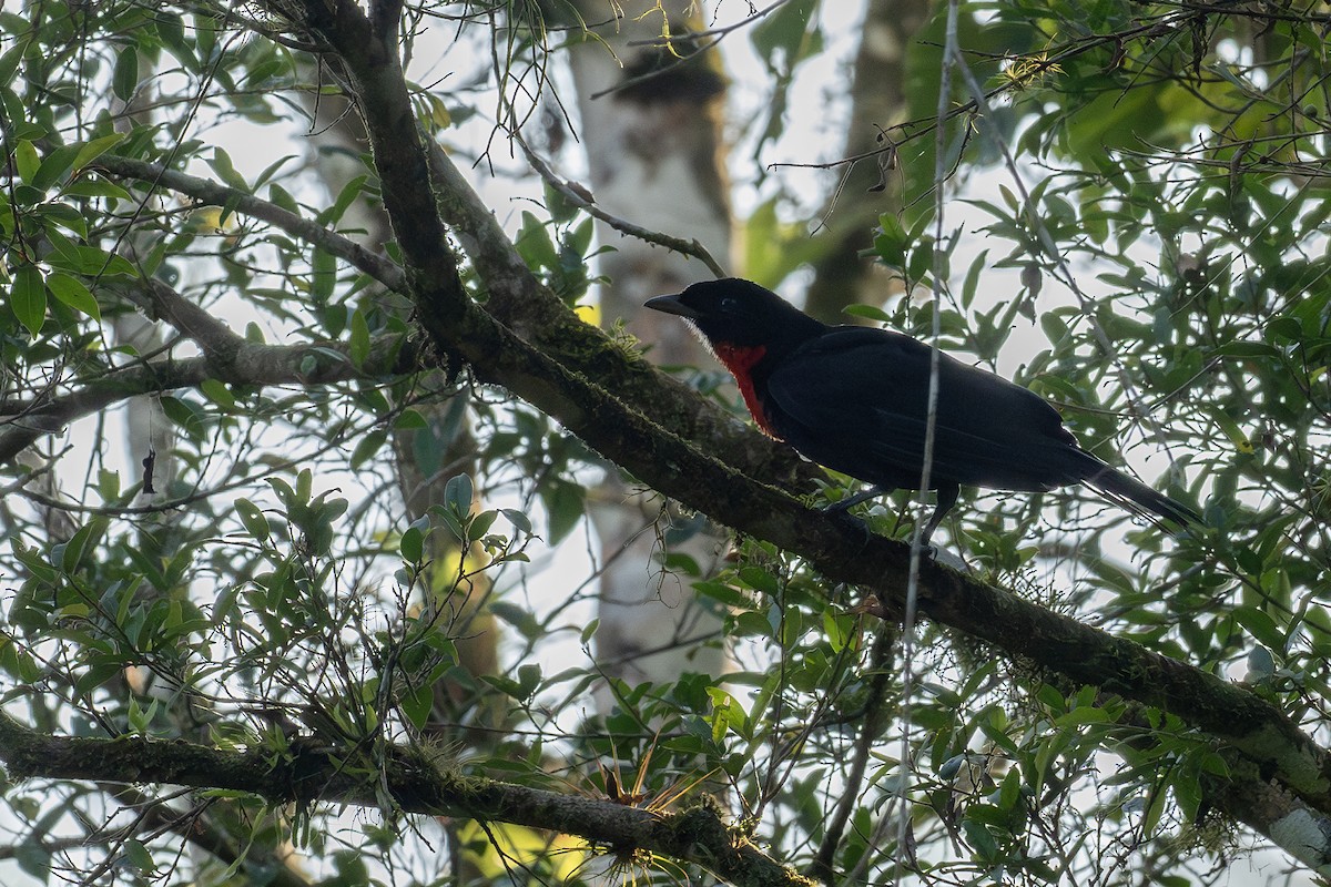 Red-ruffed Fruitcrow - ML641718611