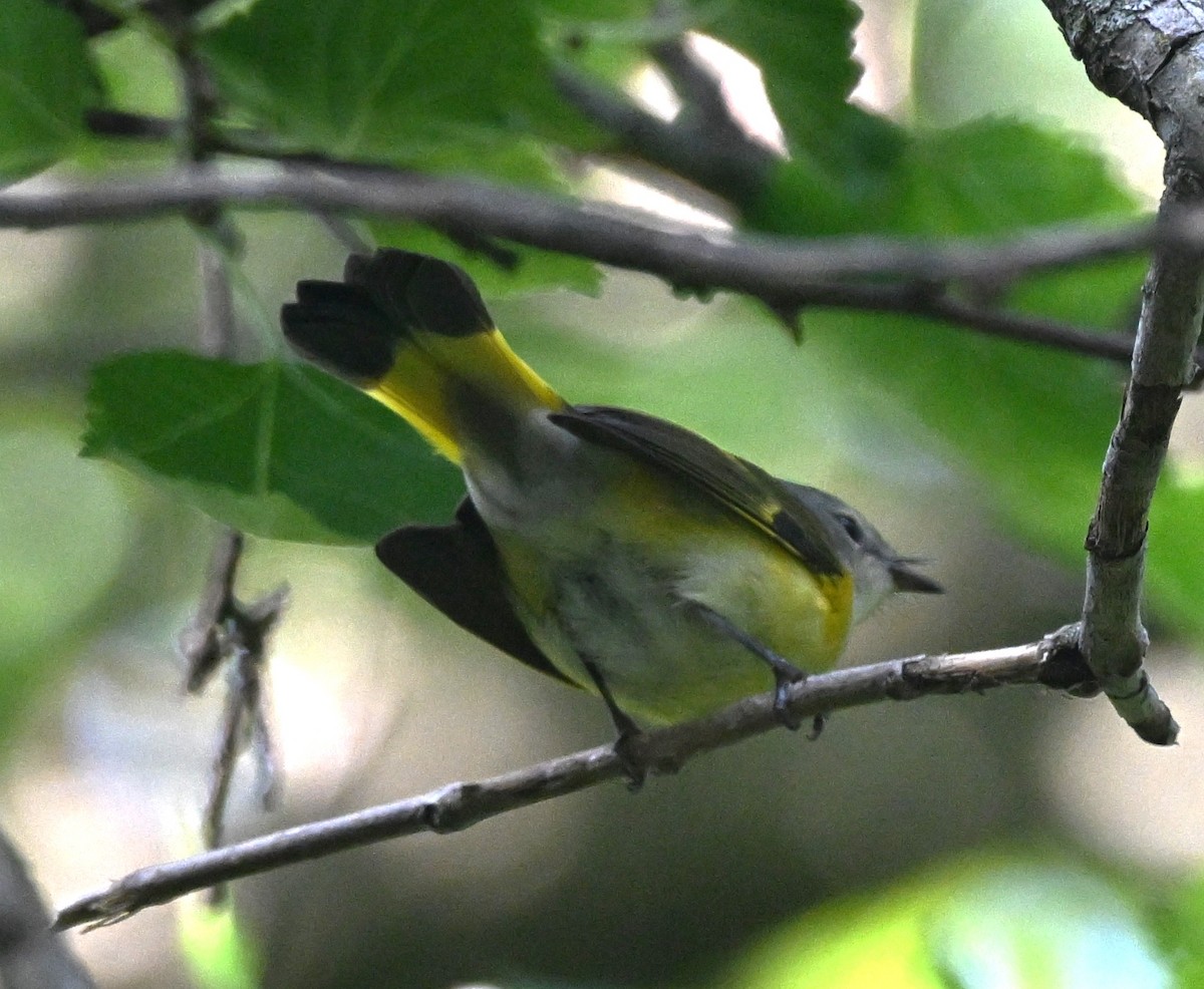 American Redstart - ML641718621