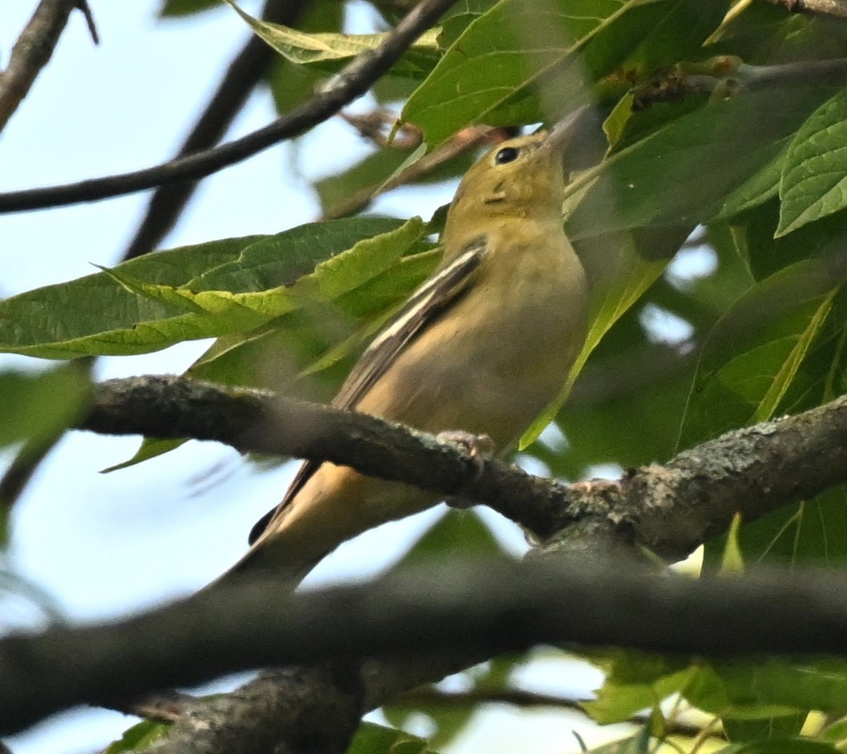 Bay-breasted Warbler - ML641718627
