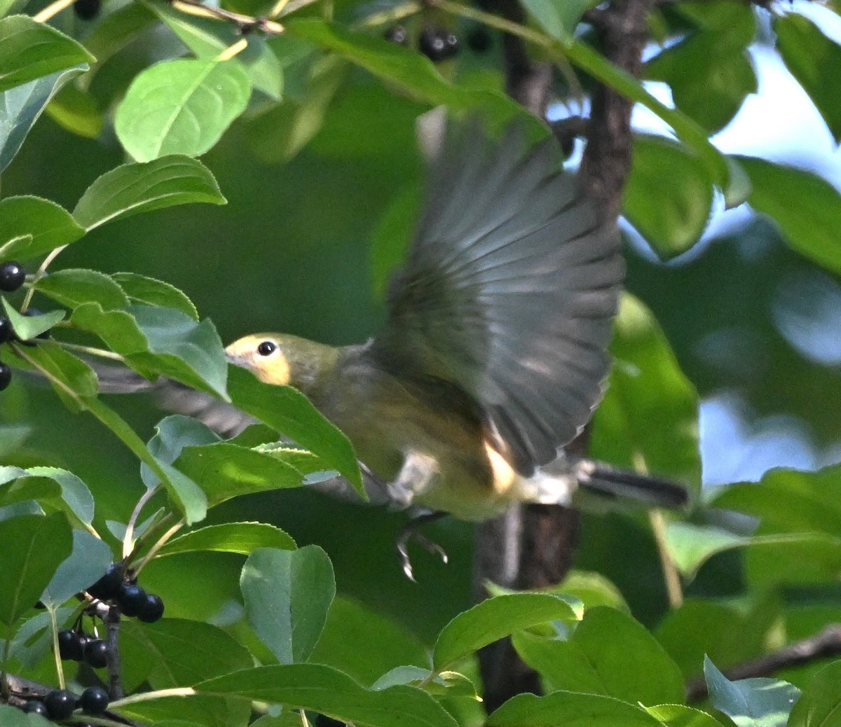 Bay-breasted Warbler - ML641718643