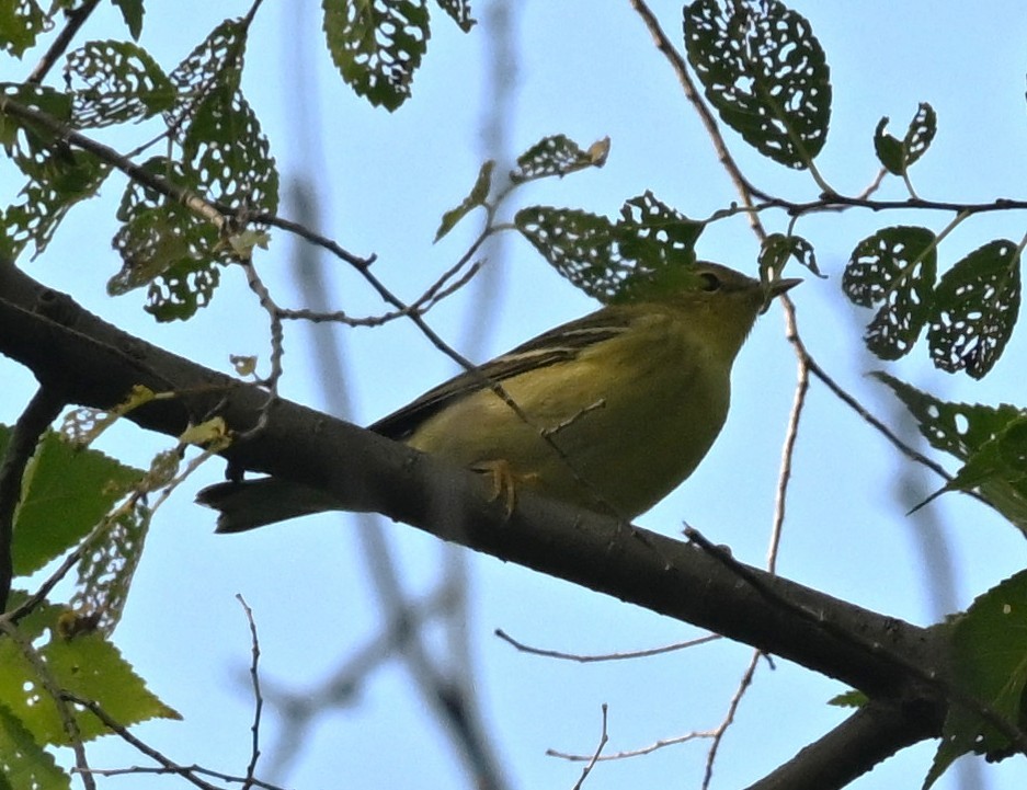 Blackpoll Warbler - ML641718647
