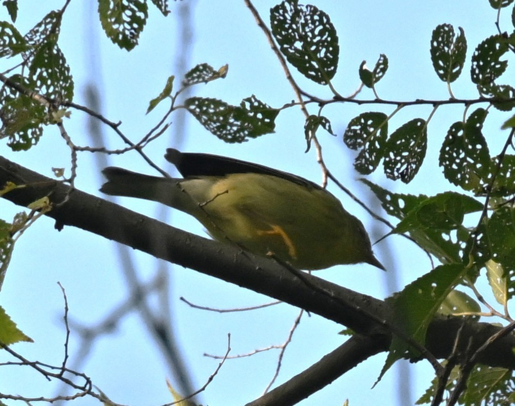 Blackpoll Warbler - ML641718656