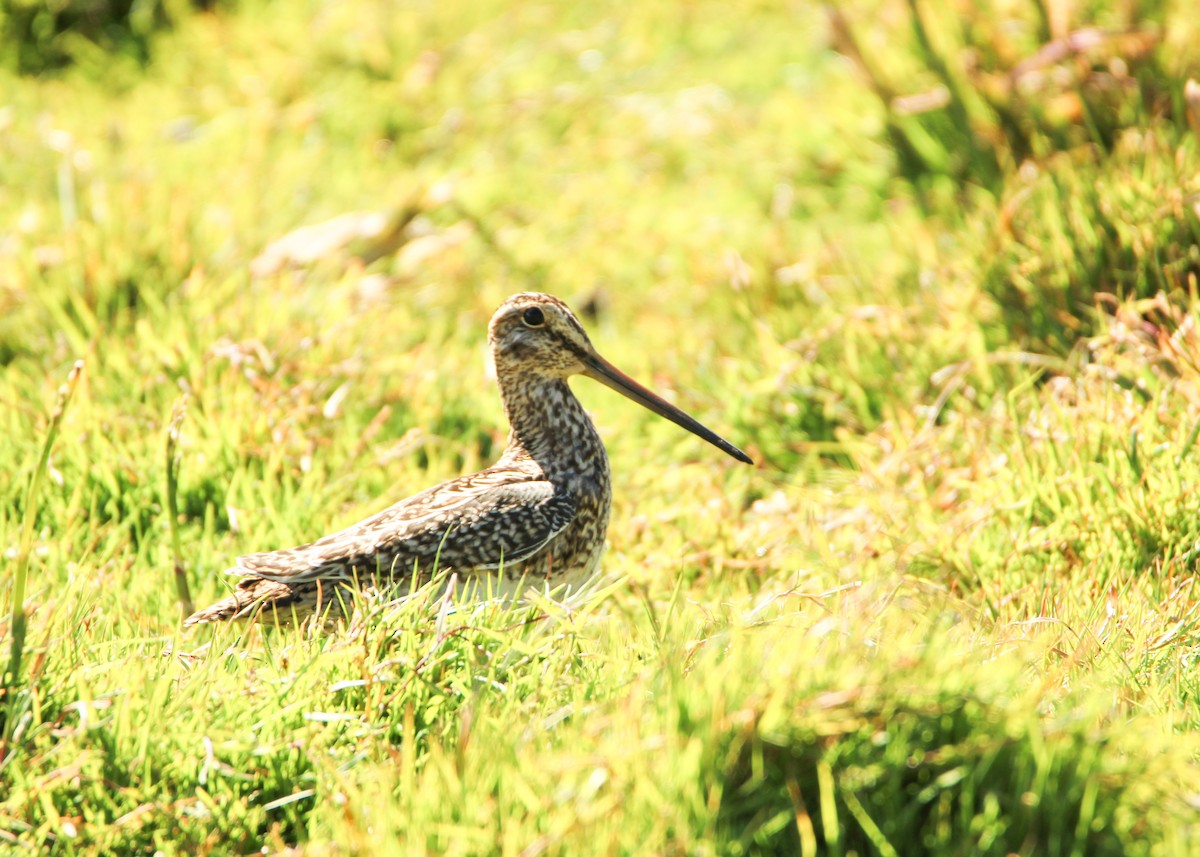 Magellanic Snipe - ML641718658