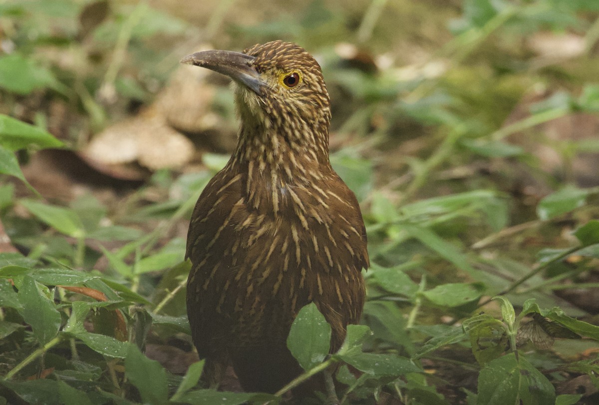 Strong-billed Woodcreeper - ML641718663