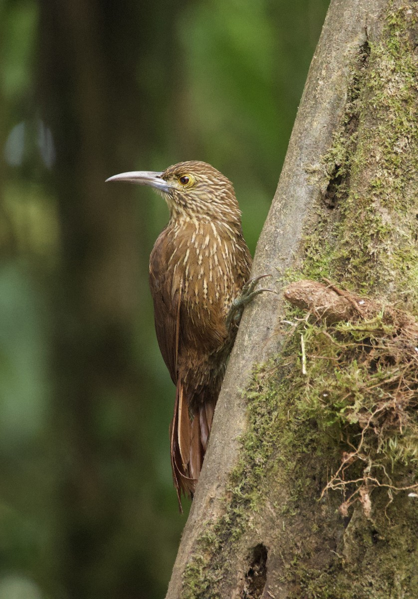 Strong-billed Woodcreeper - ML641718664