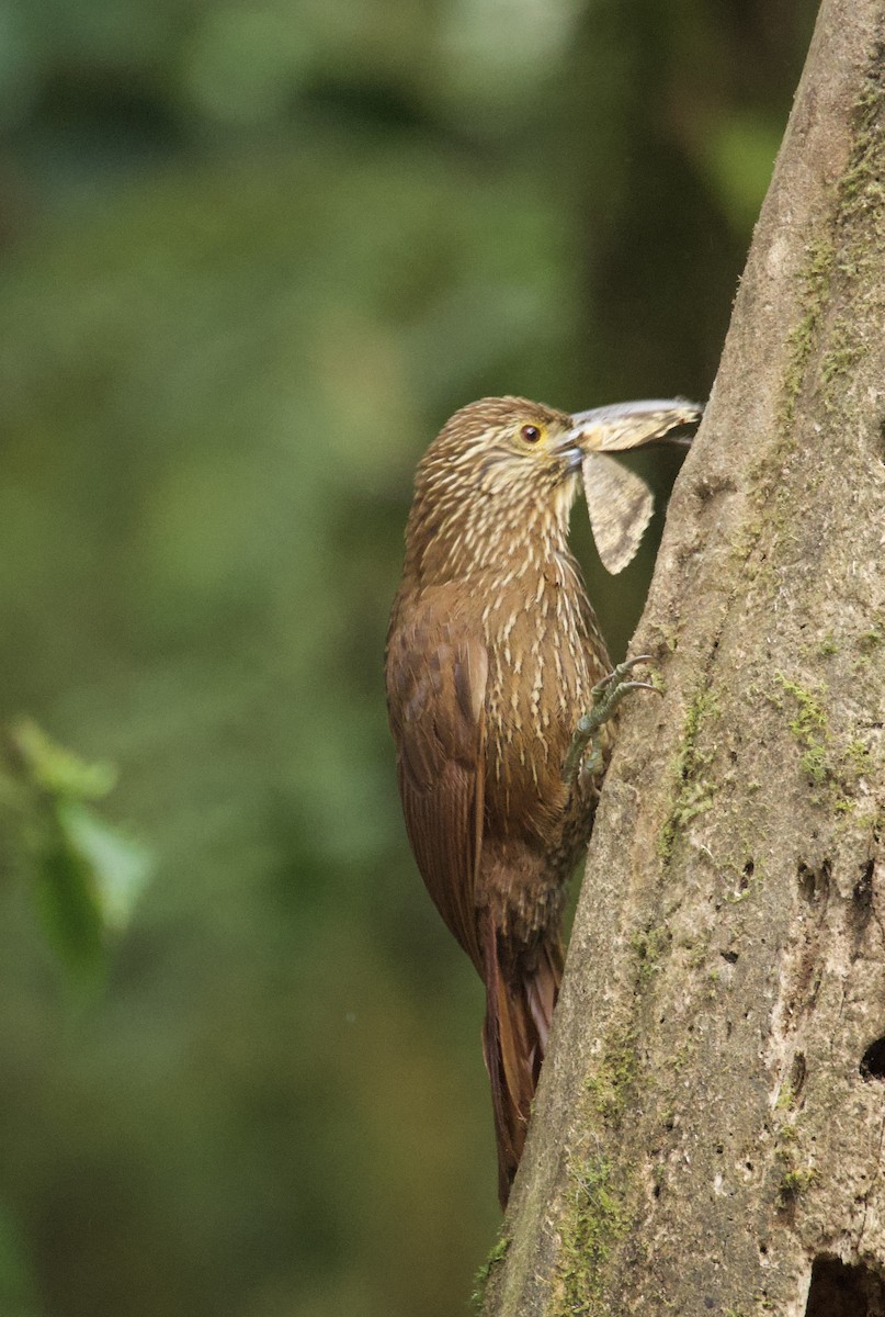 Strong-billed Woodcreeper - ML641718665