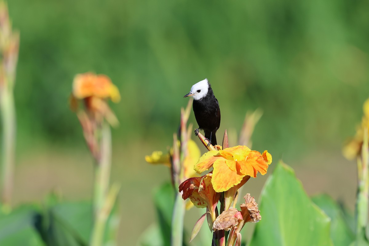 White-headed Marsh Tyrant - ML641718666