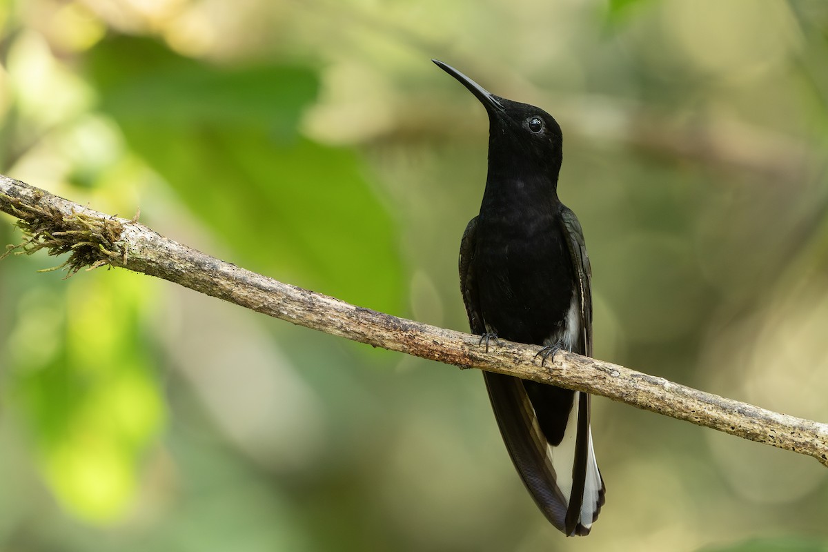 Black Jacobin - ML641718668
