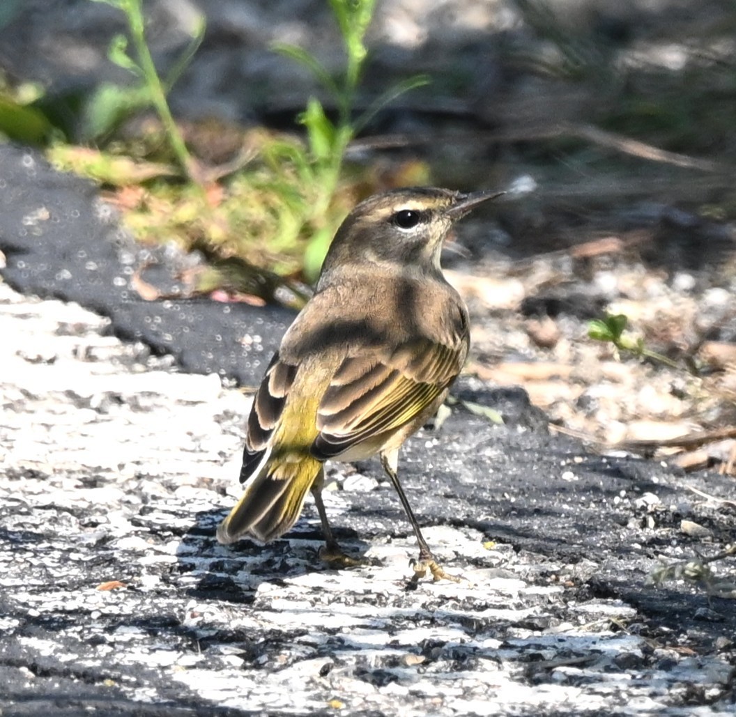 Palm Warbler - ML641718669