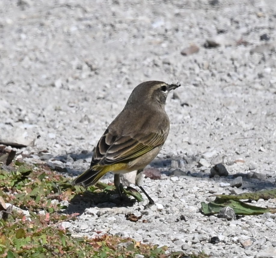 Palm Warbler - ML641718676