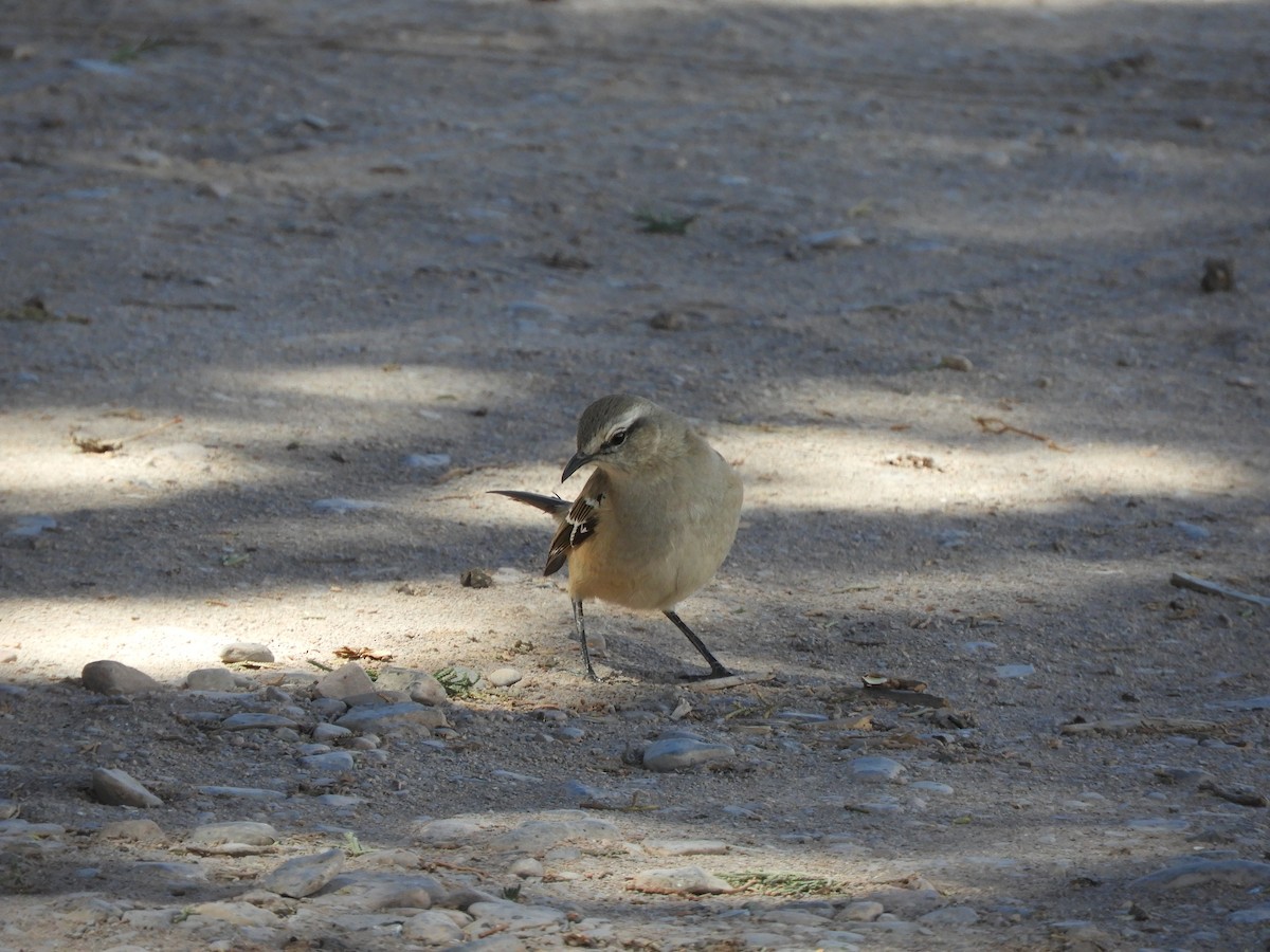 Patagonian Mockingbird - ML641718689