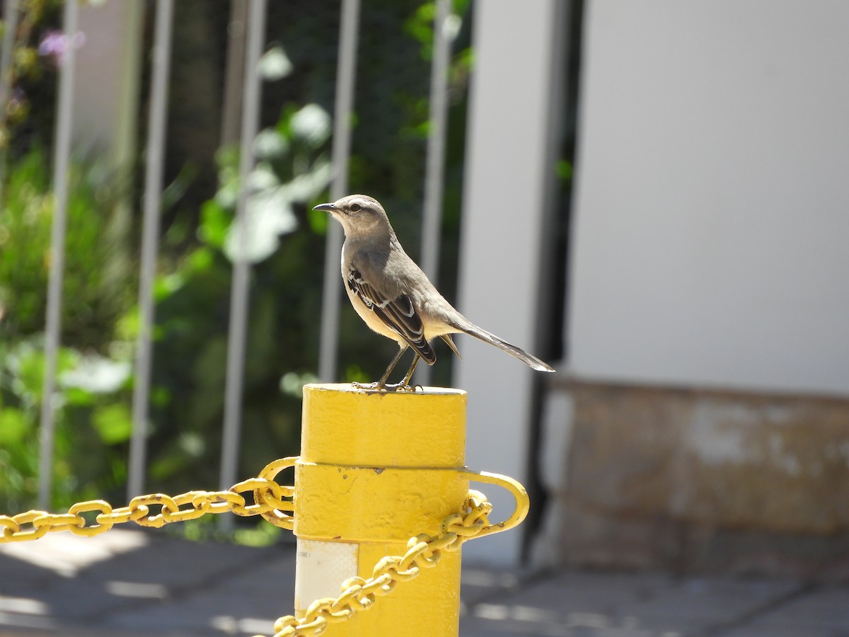 Patagonian Mockingbird - ML641718690