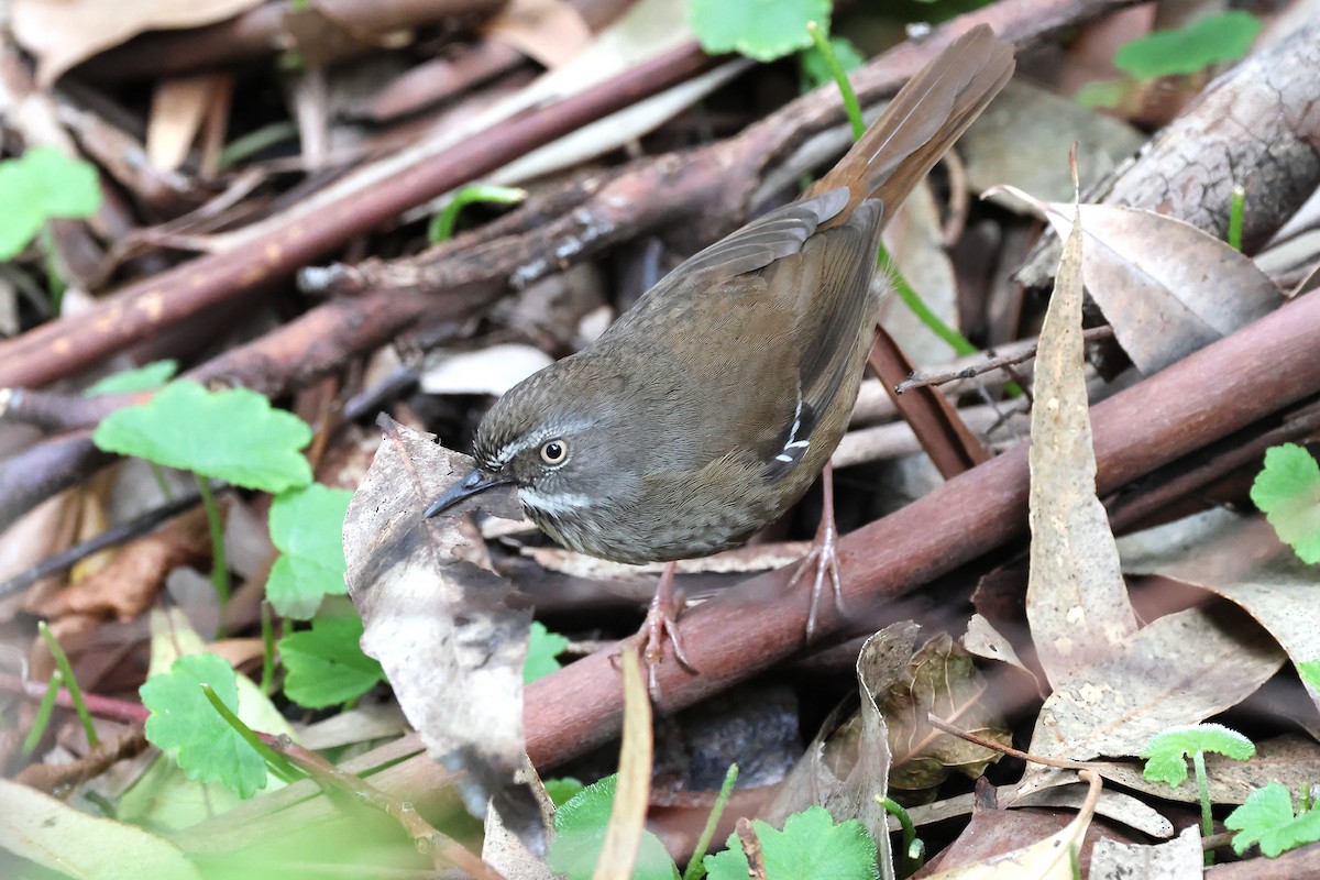 White-browed Scrubwren (White-browed) - ML641718692