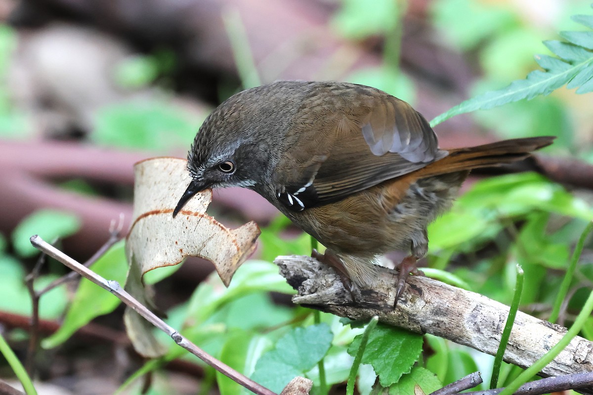 White-browed Scrubwren (White-browed) - ML641718693