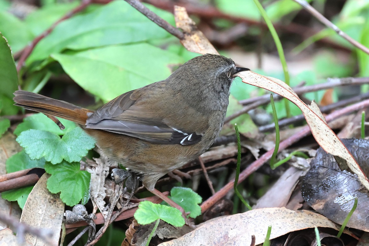 White-browed Scrubwren (White-browed) - ML641718694