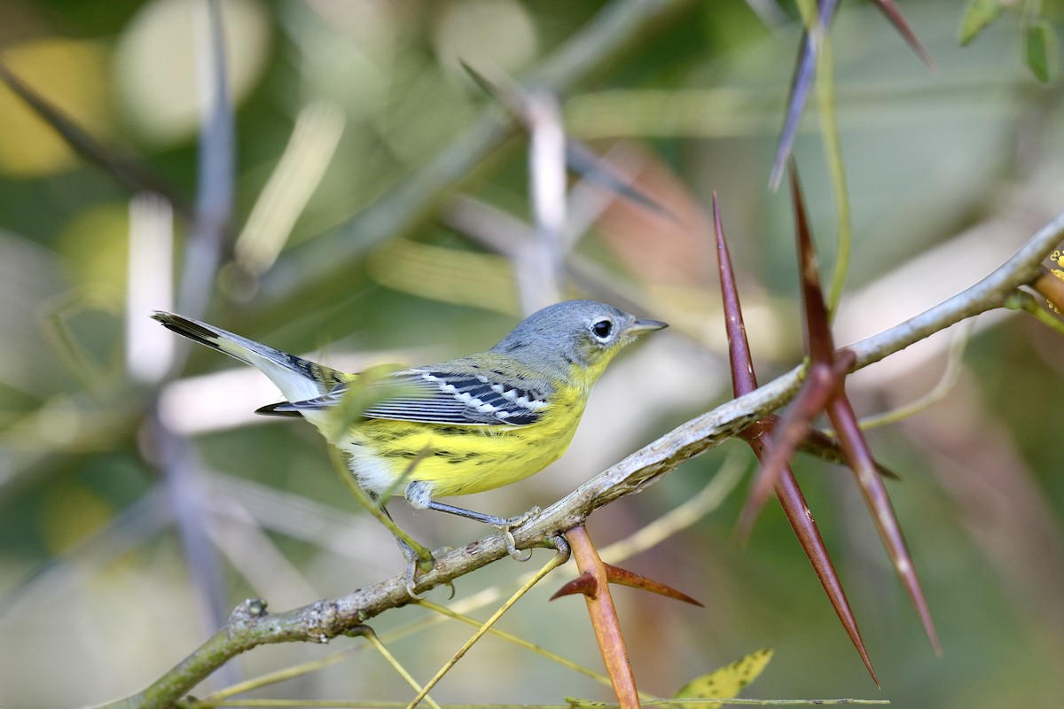 Magnolia Warbler - ML641718695
