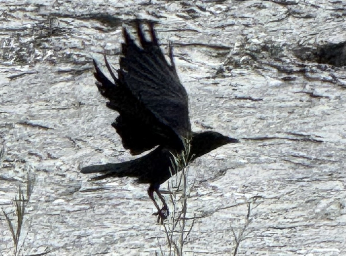 American Crow - ML641718703