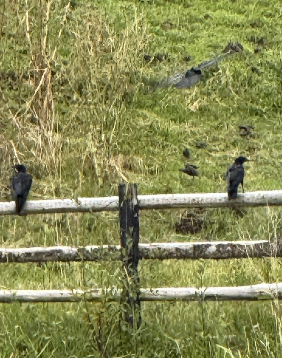 American Crow - ML641718704