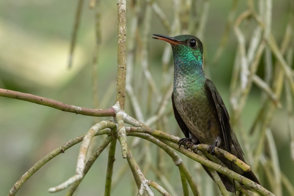 tupikolibri (versicolor gr.) - ML641718705