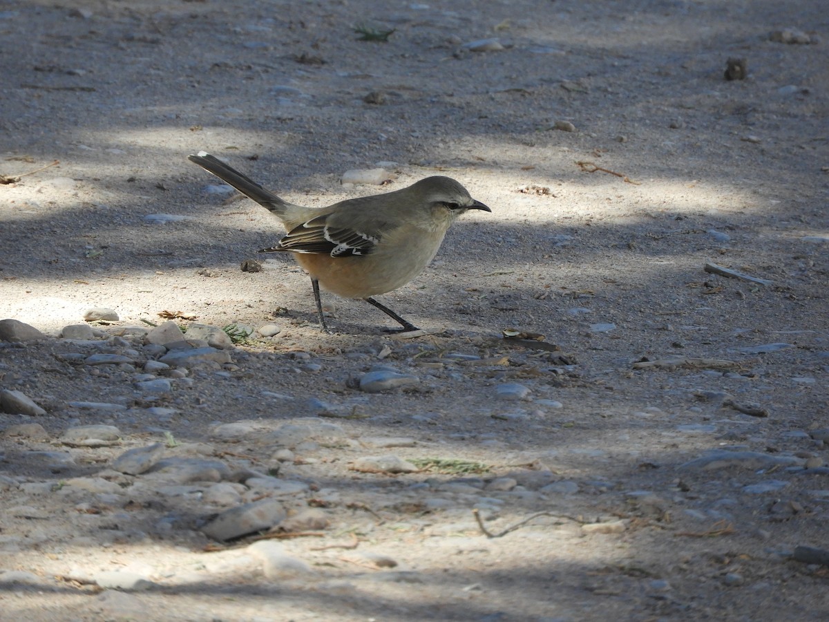 Patagonian Mockingbird - ML641718710