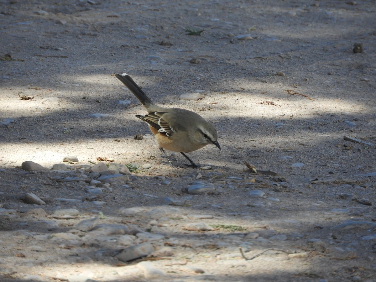 Patagonian Mockingbird - ML641718713