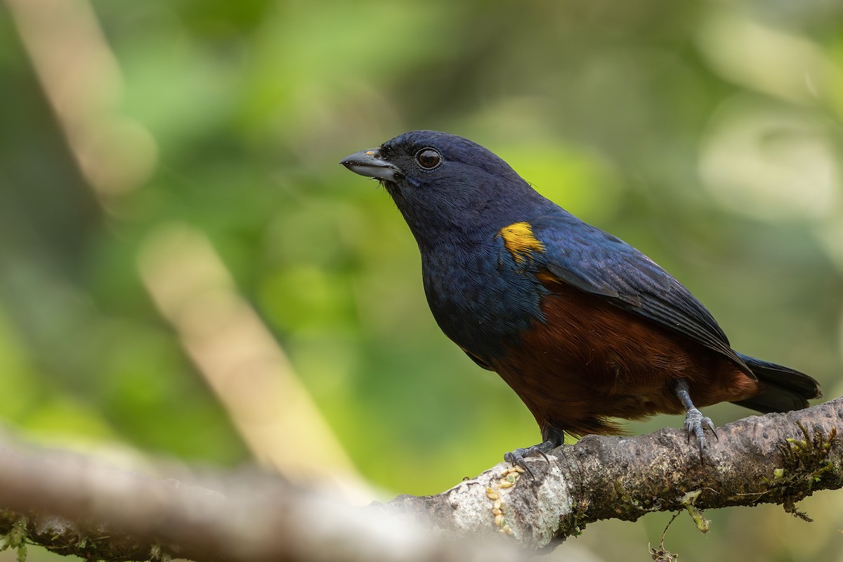 Chestnut-bellied Euphonia - ML641718729