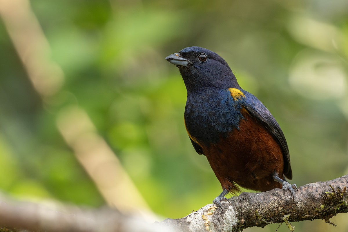 Chestnut-bellied Euphonia - ML641718730