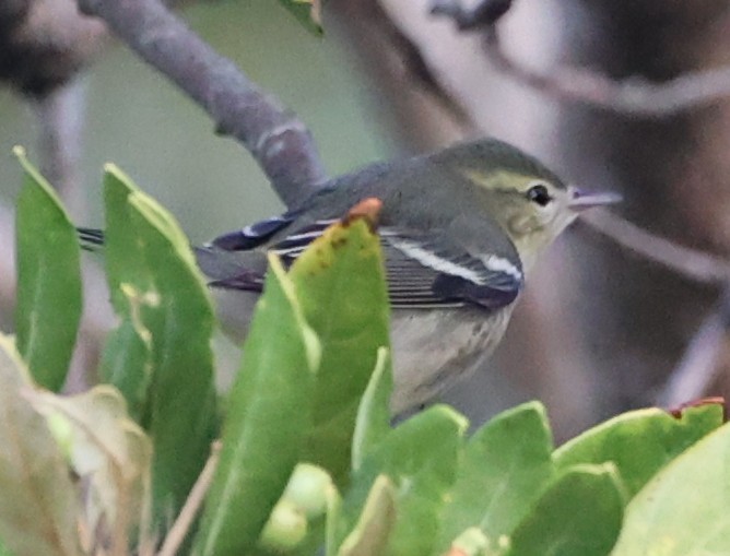 Reinita Cerúlea - ML641718731