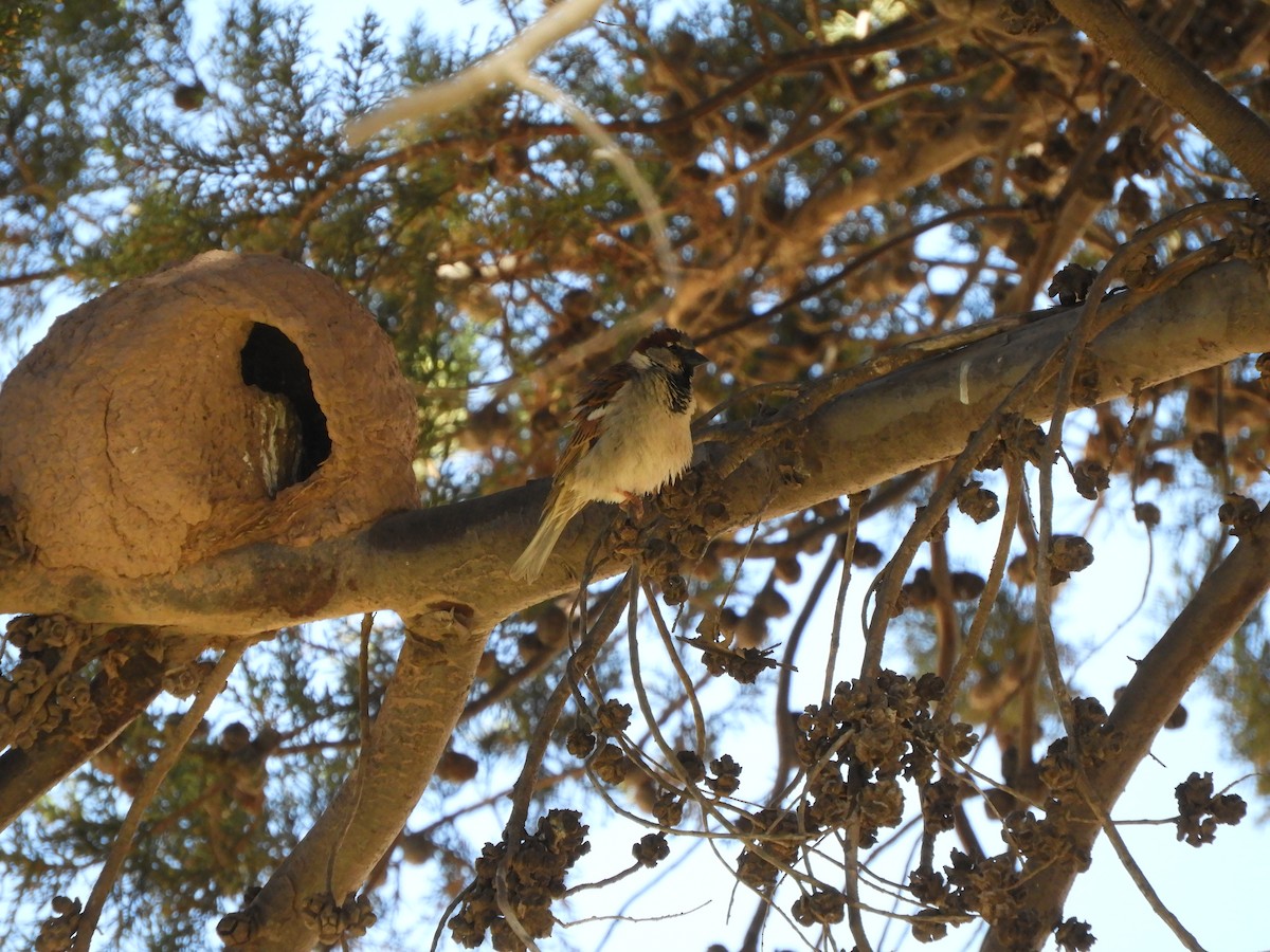 House Sparrow - ML641718746