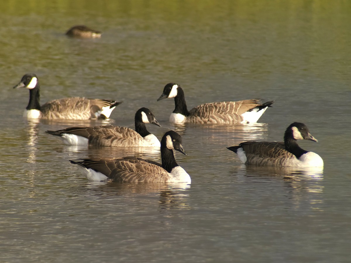 Canada Goose (canadensis Group) - ML641718749