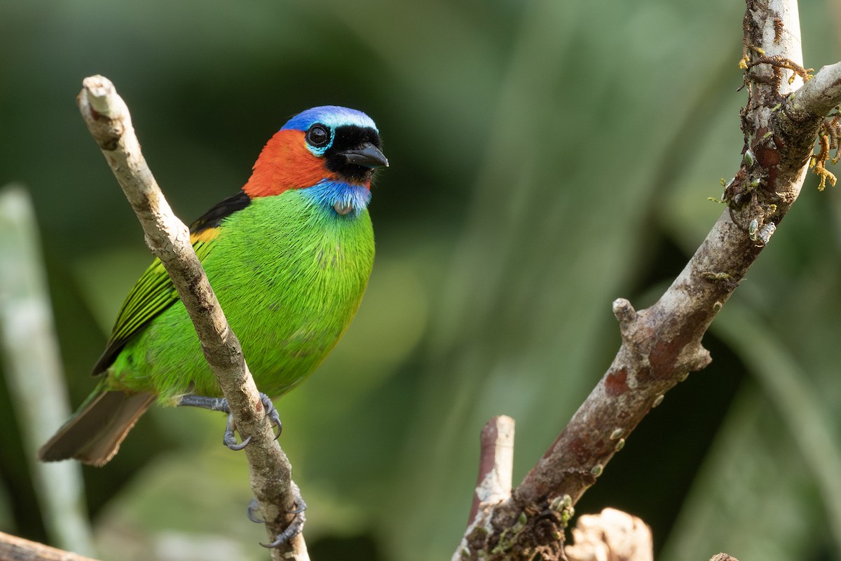 Red-necked Tanager - ML641718785