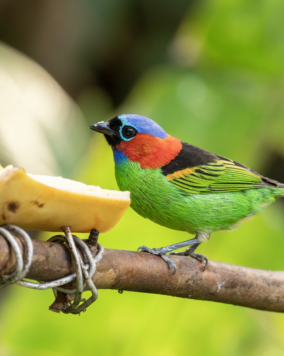 Red-necked Tanager - ML641718786