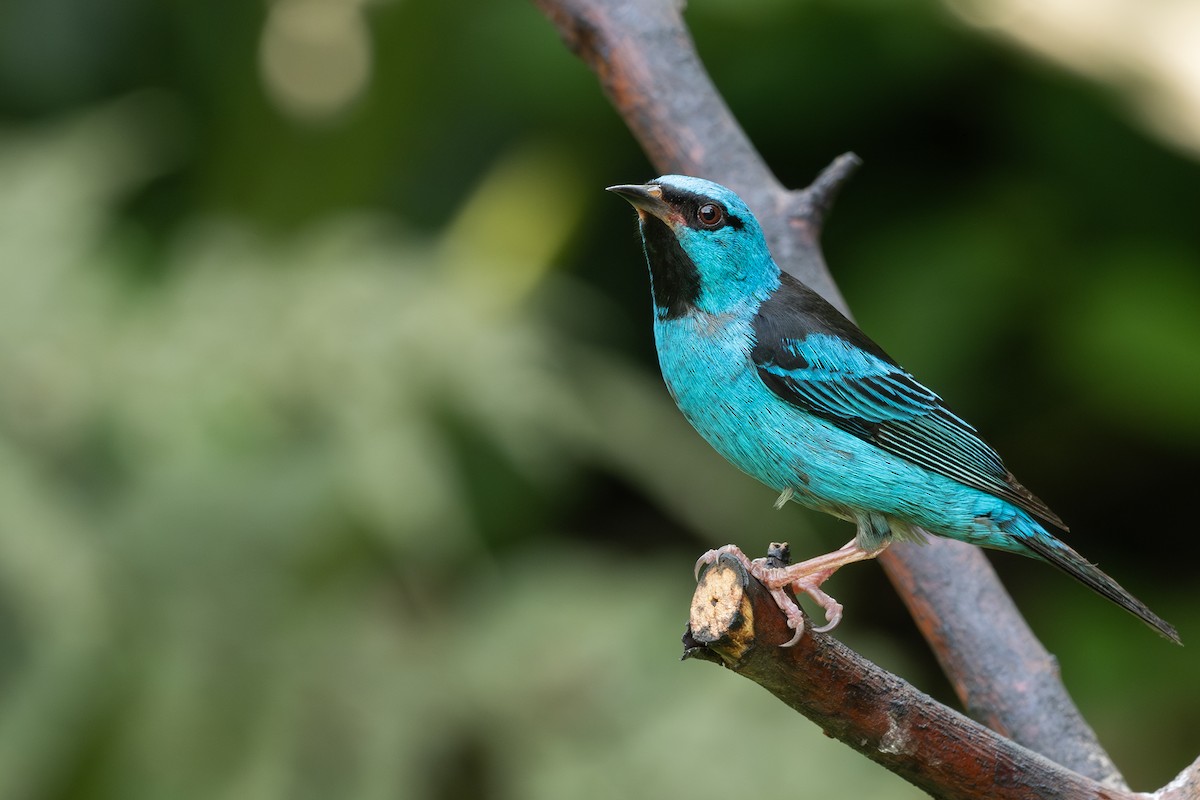 Blue Dacnis - ML641718798