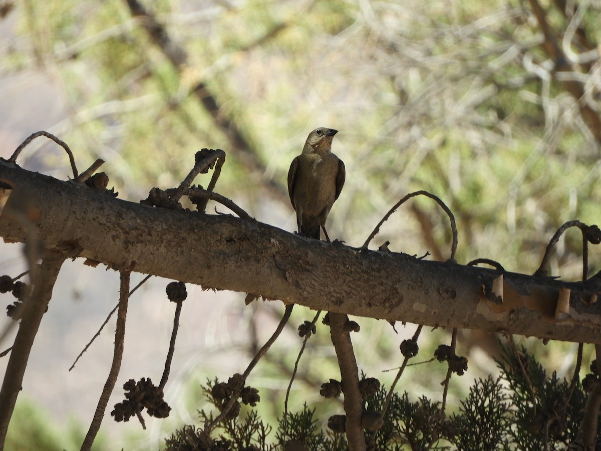 Shiny Cowbird - ML641718799