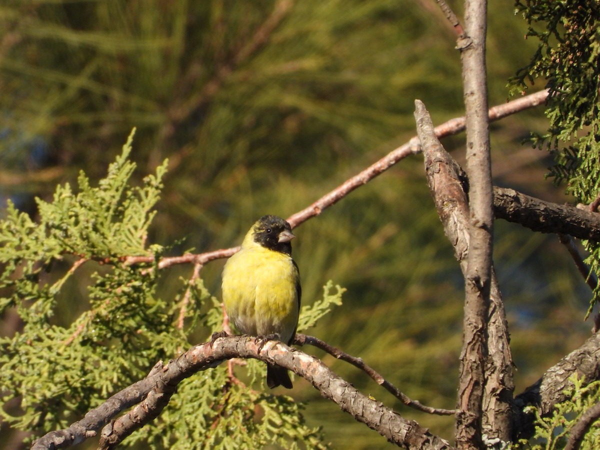 Hooded Siskin - ML641718845