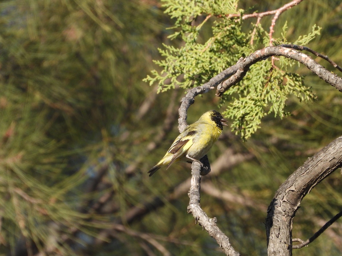 Hooded Siskin - ML641718846