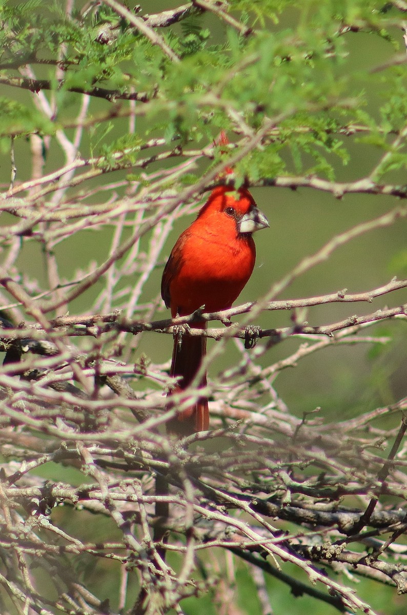 Vermilion Cardinal - ML641718848