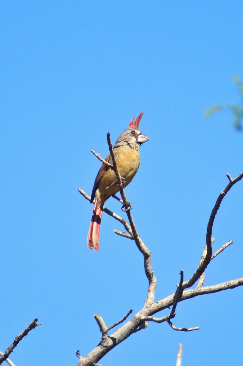 Vermilion Cardinal - ML641718849