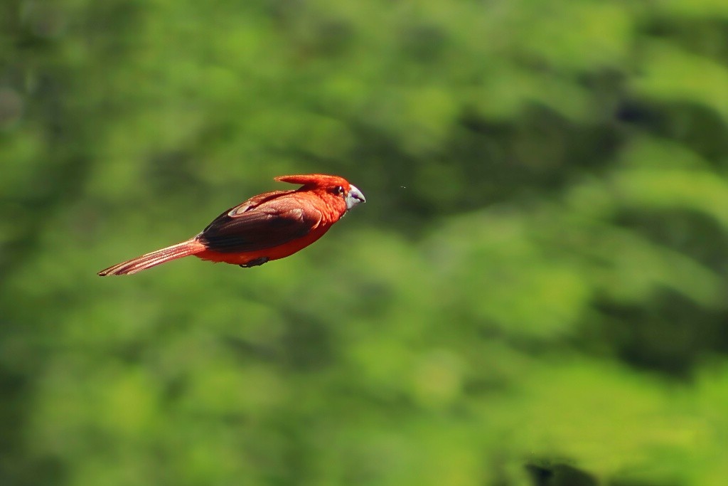 Vermilion Cardinal - ML641718856