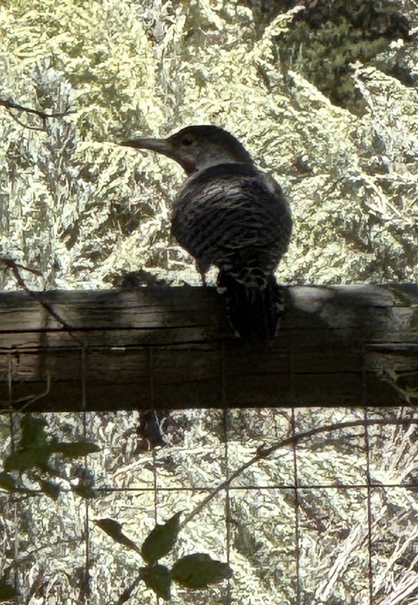 Northern Flicker - ML641718857