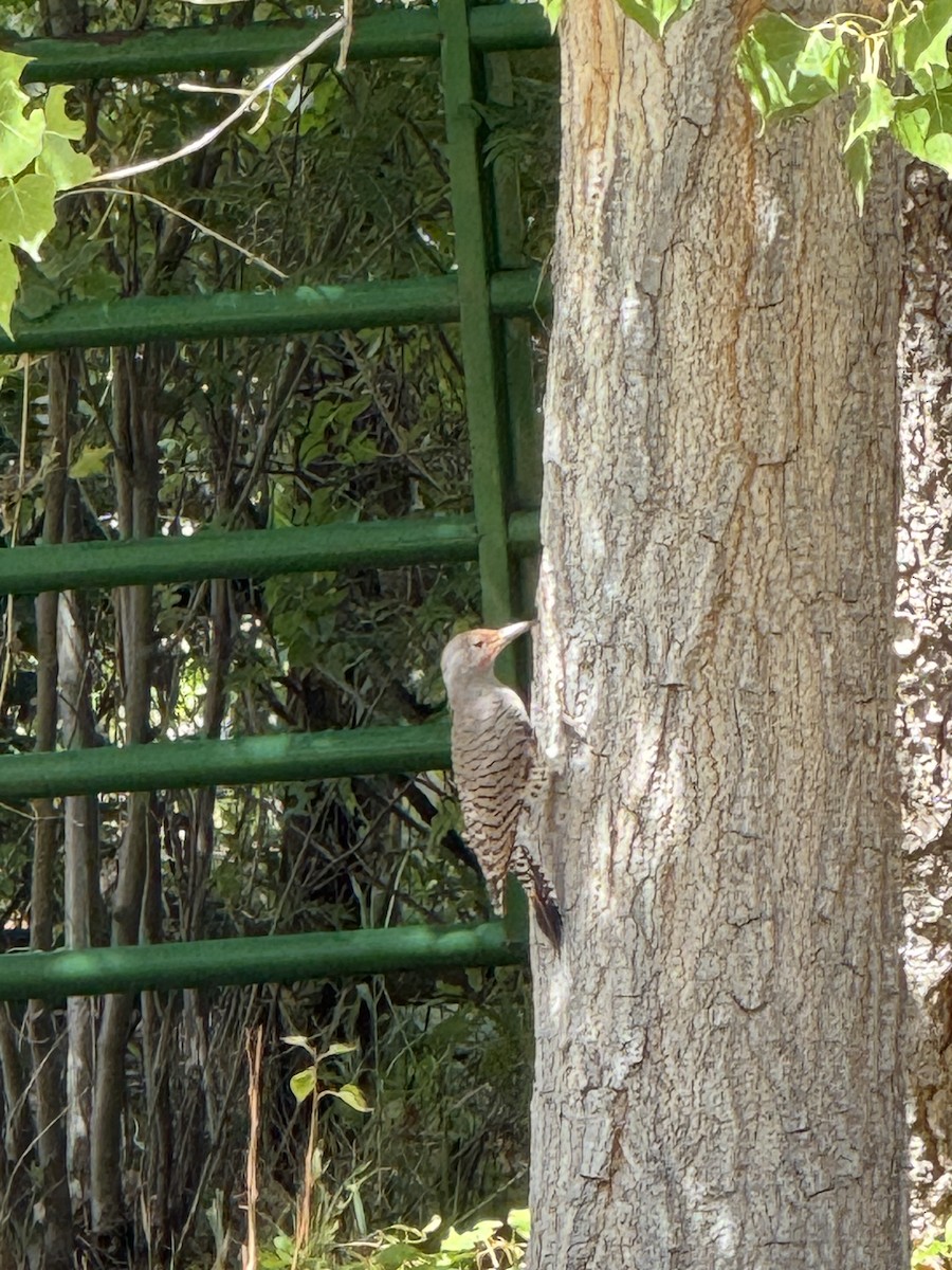Northern Flicker - ML641718858