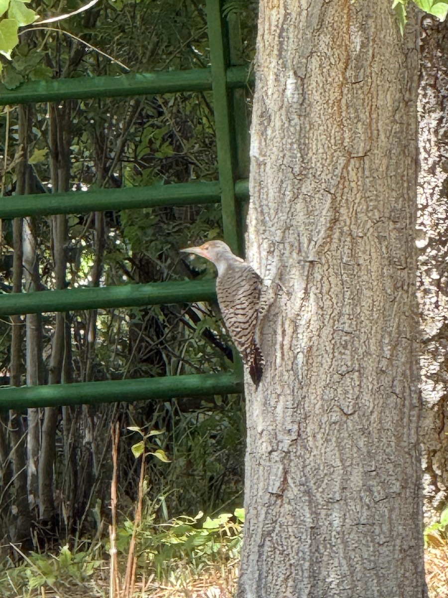 Northern Flicker - ML641718859