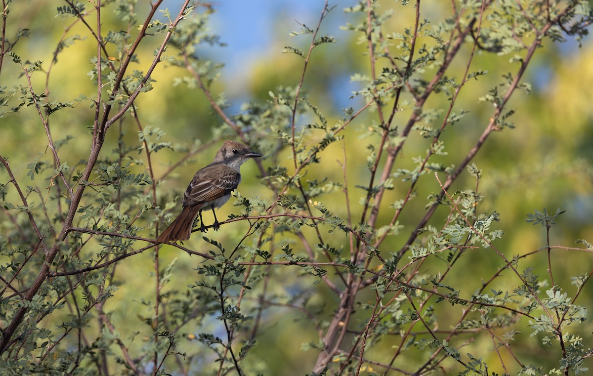 Ash-throated Flycatcher - ML641718861